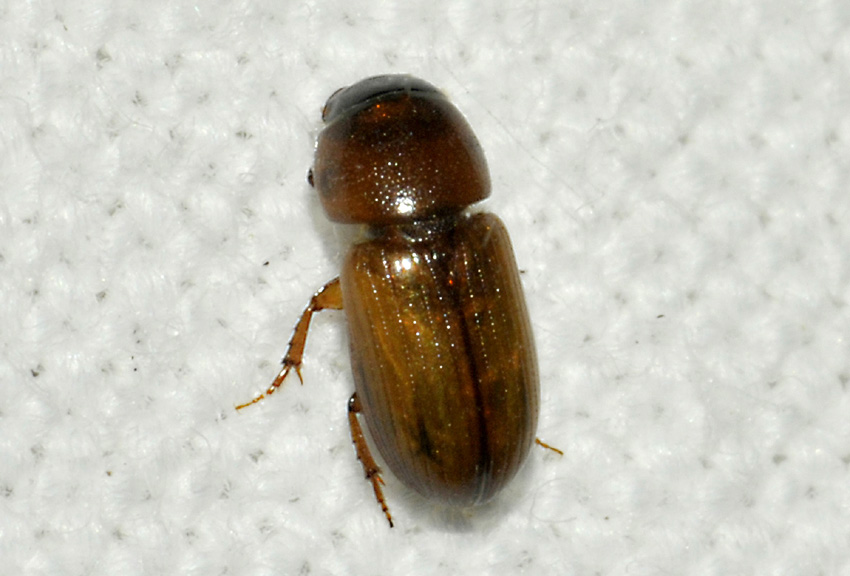 Coleottero Aphodiidae greco da det.